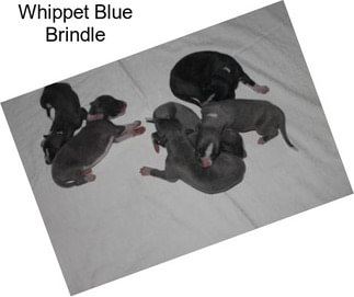 Whippet Blue Brindle