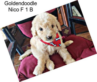 Goldendoodle Nico F 1 B