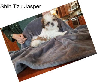 Shih Tzu Jasper