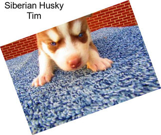 Siberian Husky Tim
