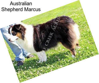 Australian Shepherd Marcus