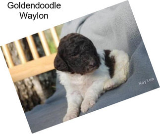 Goldendoodle Waylon