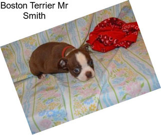 Boston Terrier Mr Smith