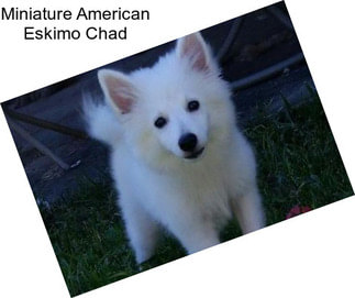 Miniature American Eskimo Chad