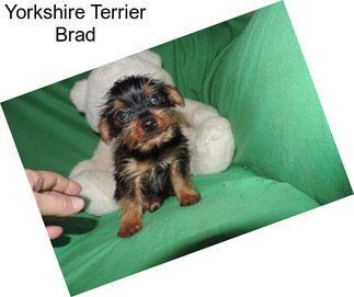 Yorkshire Terrier Brad
