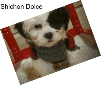 Shichon Dolce