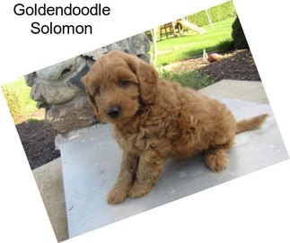 Goldendoodle Solomon