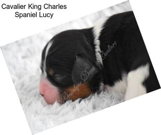 Cavalier King Charles Spaniel Lucy