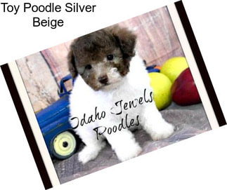 Toy Poodle Silver Beige