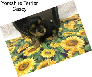 Yorkshire Terrier Casey