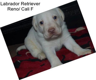 Labrador Retriever Reno/ Cali F