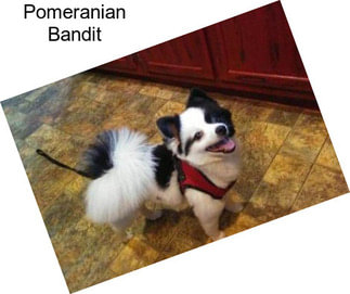 Pomeranian Bandit