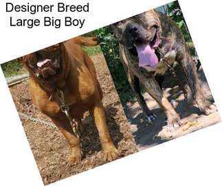 Designer Breed Large Big Boy