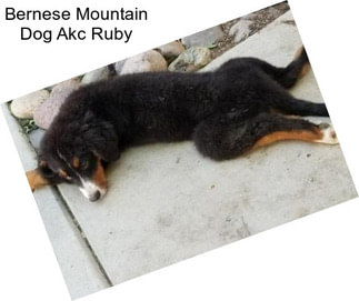 Bernese Mountain Dog Akc Ruby