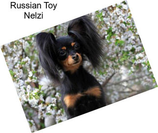 Russian Toy Nelzi