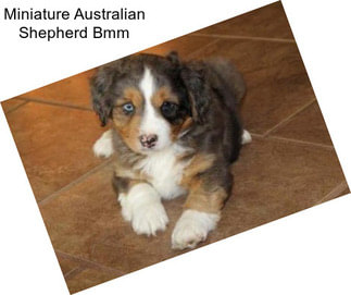 Miniature Australian Shepherd Bmm