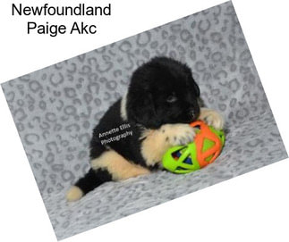 Newfoundland Paige Akc