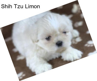 Shih Tzu Limon