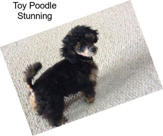 Toy Poodle Stunning