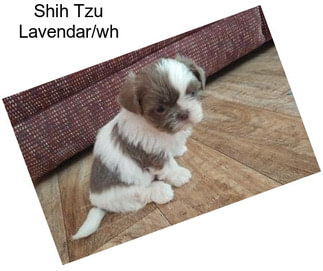 Shih Tzu Lavendar/wh