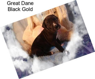 Great Dane Black Gold