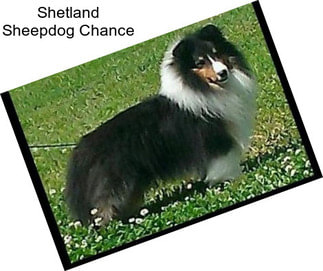 Shetland Sheepdog Chance