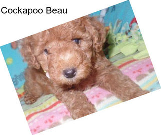 Cockapoo Beau