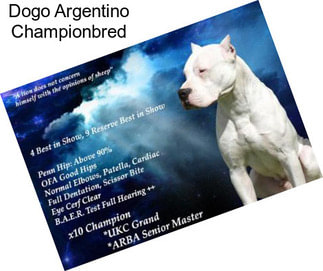 Dogo Argentino Championbred