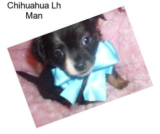 Chihuahua Lh Man