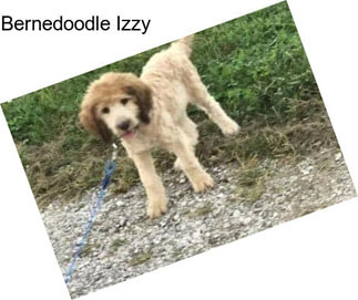 Bernedoodle Izzy