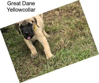 Great Dane Yellowcollar