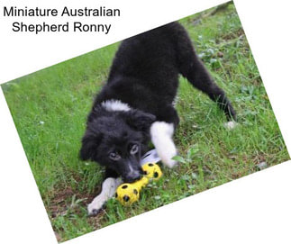 Miniature Australian Shepherd Ronny