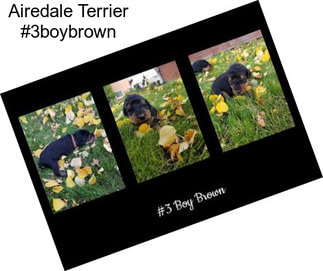 Airedale Terrier #3boybrown