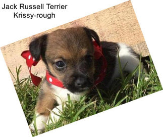 Jack Russell Terrier Krissy-rough