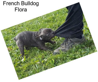 French Bulldog Flora