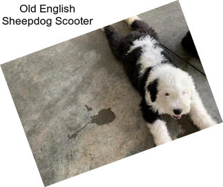 Old English Sheepdog Scooter