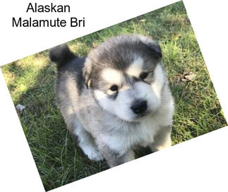 Alaskan Malamute Bri