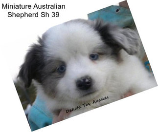 Miniature Australian Shepherd Sh 39