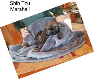 Shih Tzu Marshall