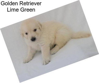 Golden Retriever Lime Green