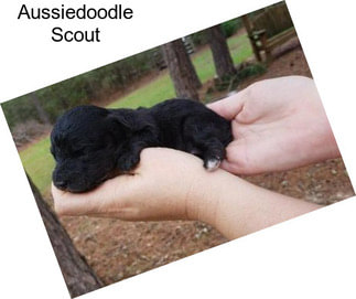 Aussiedoodle Scout