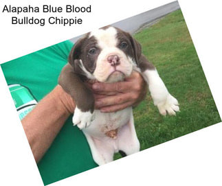 Alapaha Blue Blood Bulldog Chippie