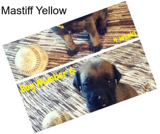 Mastiff Yellow