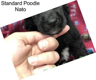 Standard Poodle Nato