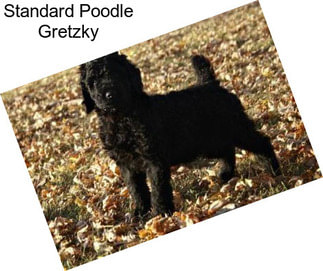 Standard Poodle Gretzky