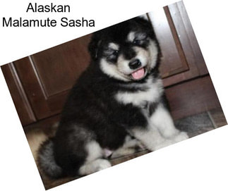 Alaskan Malamute Sasha