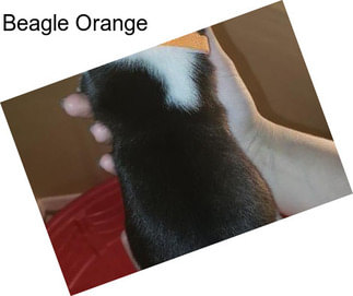 Beagle Orange