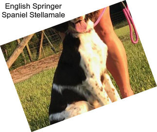 English Springer Spaniel Stellamale