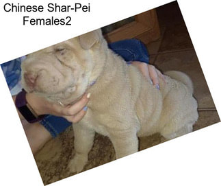 Chinese Shar-Pei Females2