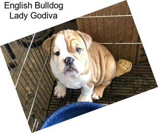 English Bulldog Lady Godiva